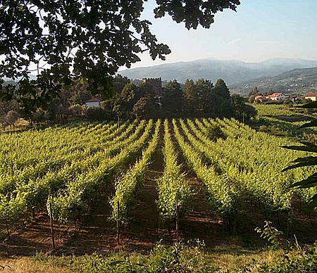 Üppig grüne Vegetation – Heimat des Vinho Verde
